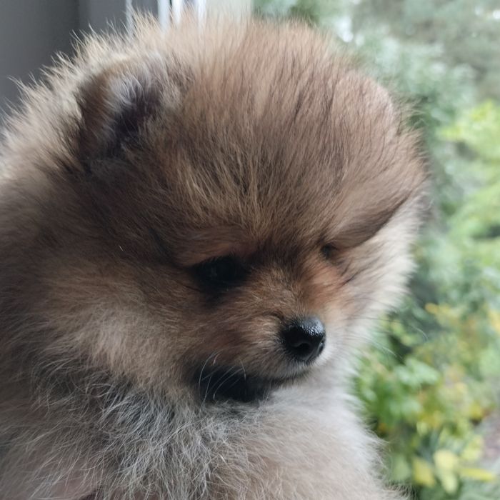 Szpic miniaturowy pomeranian rudy piesek