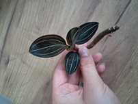 Ludisia discolor cieta storczyk jubilerski