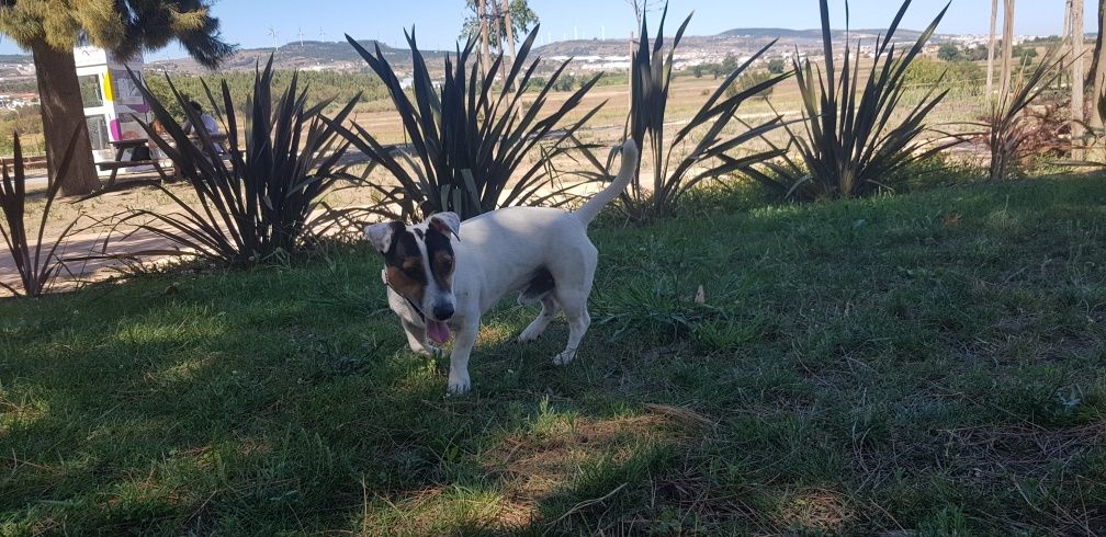 Jack Russel Terrier para montas