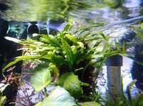 Microsorium Pteropus Mini