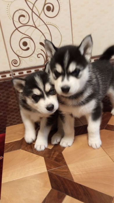 Хаскі в добрі руки