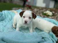 Śliczna suczka Jack Russell Terrier