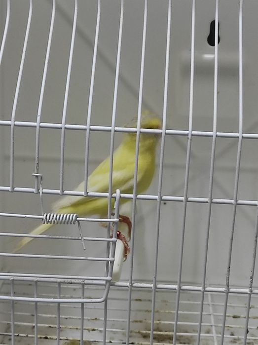 Canários Poupa Alemão