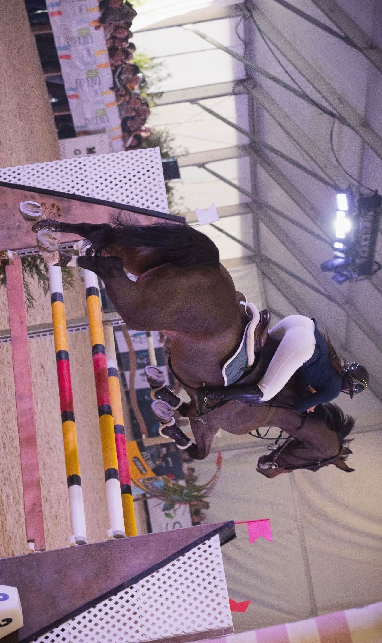 Cavalo kwpn castanho