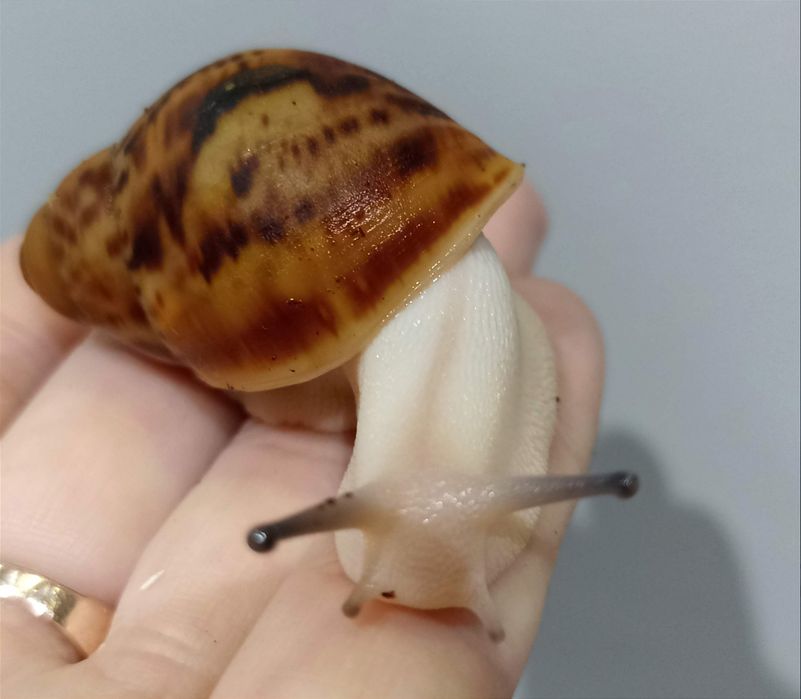 Ślumaki  afrykańskie, Archachatina marginata ovum acromelanic.