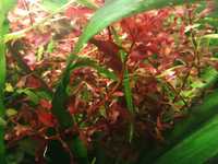 Roślina akwariowa Ludwigia Super Red