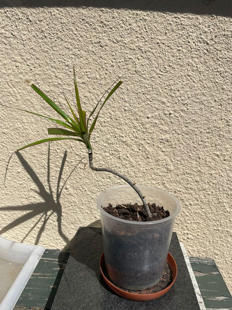 Dracena roślinka roślina sadzonka