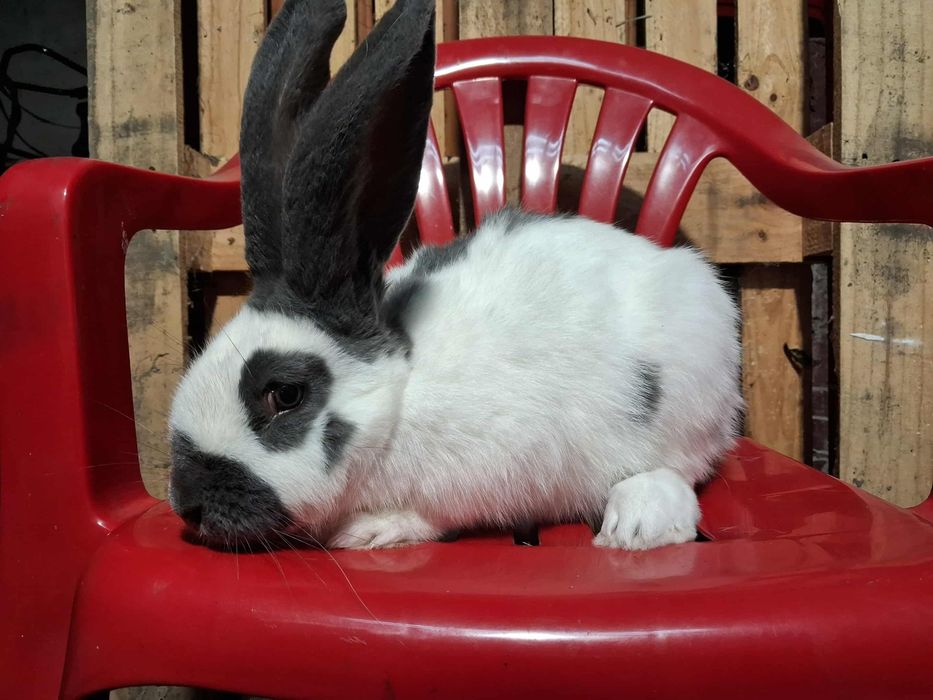 Samiec Olbrzym Srokacz Niebieski OSN