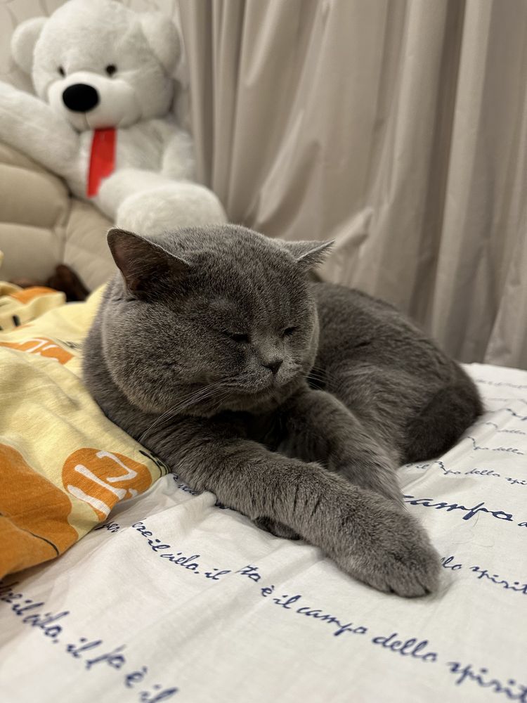 Вязка с лучшим котом Украины ! Шотландский кот прямоухий