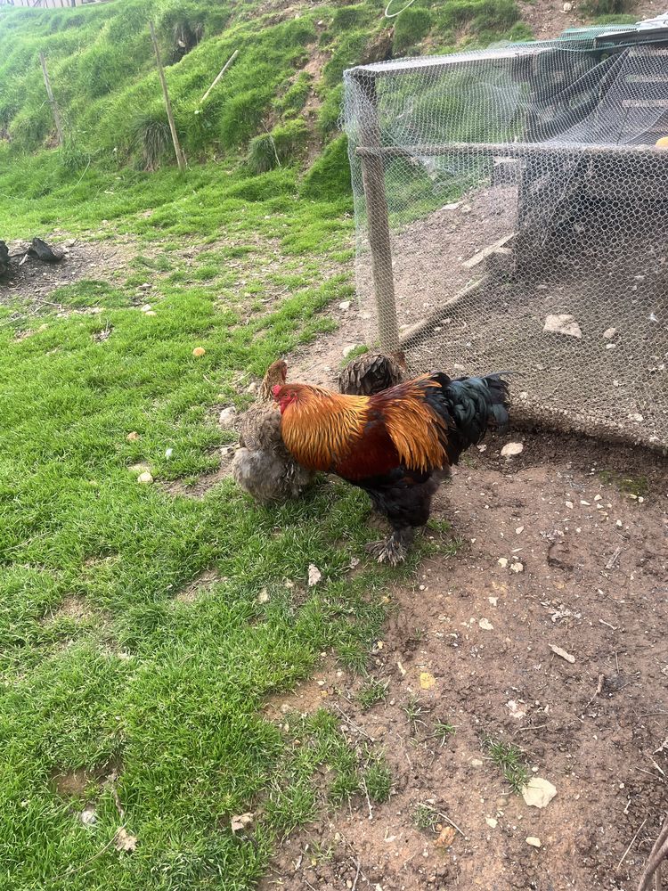 Ovos de galinha Brahama Perdiz