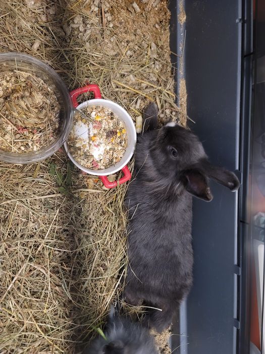 Дуже милі кролики декоративні крольчата самка та самець кролики