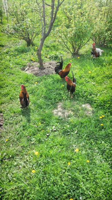 Продам когутів і курчат -бентамки