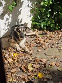 Cachorras de porte grande para adoção responsável