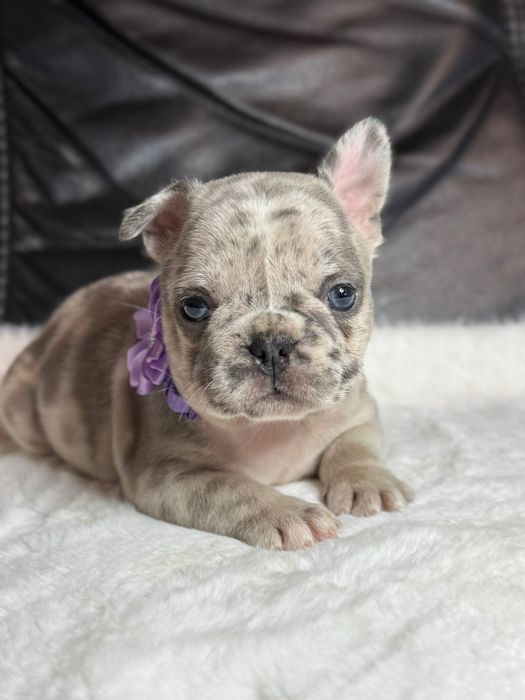 Suczka Buldog Francuski