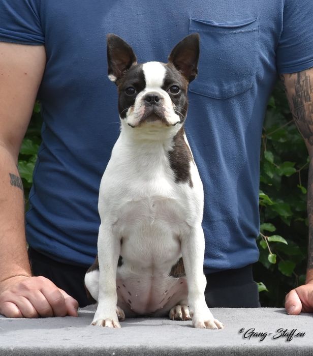 Boston terrier, suka do hodowli FCI / ZKwP