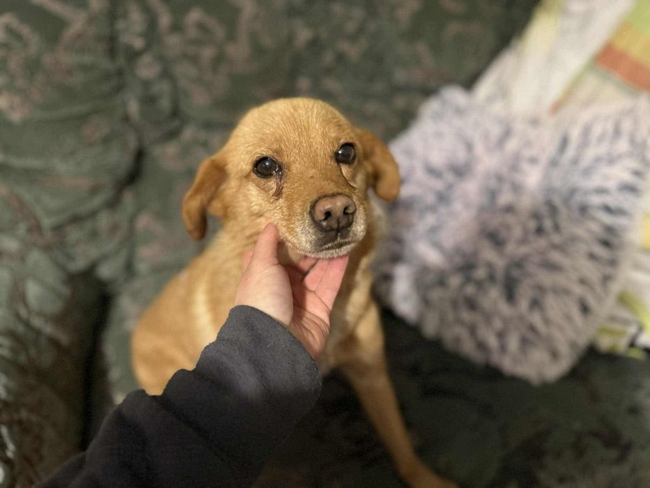 Oddam za darmo, do adopcji, śliczna Misia szuka domu