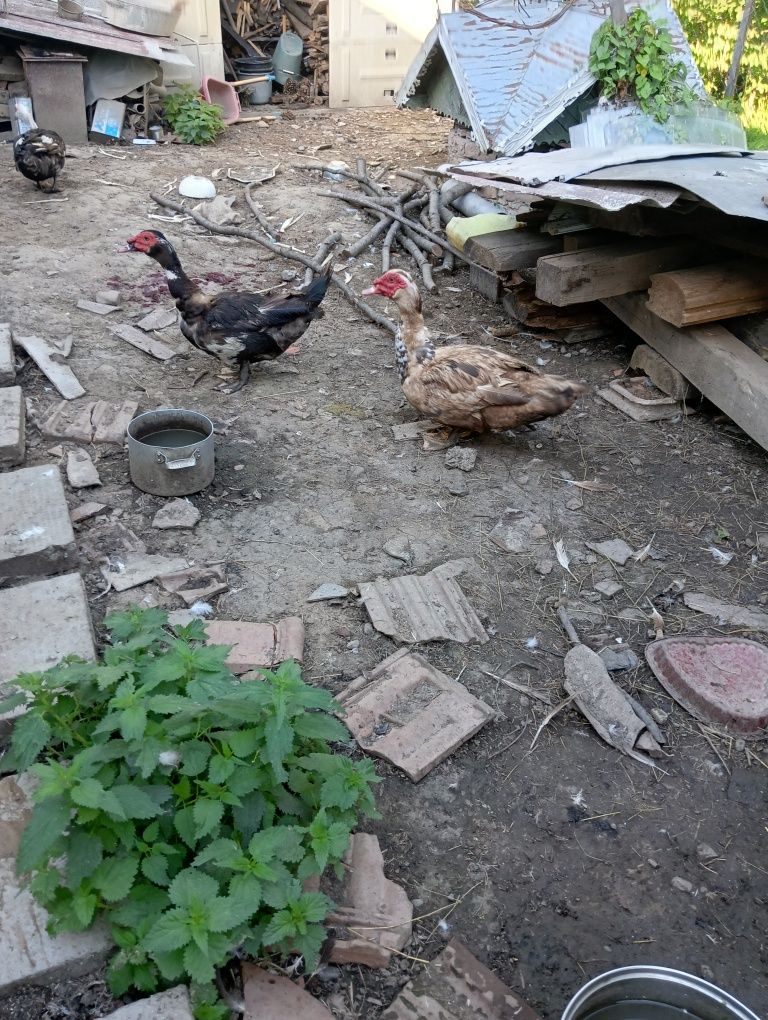 Продам качки шипуни.