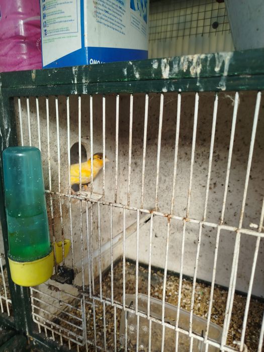 Canários com viveiros