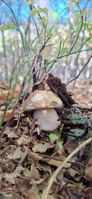 Suszone grzyby borowiki szlachetne, podgrzybki, borowiki ceglastopore