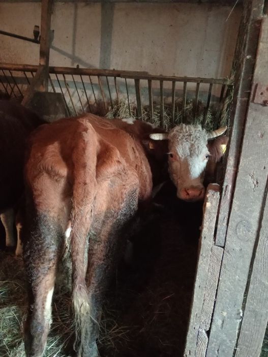 Młode krowy z mlekiem