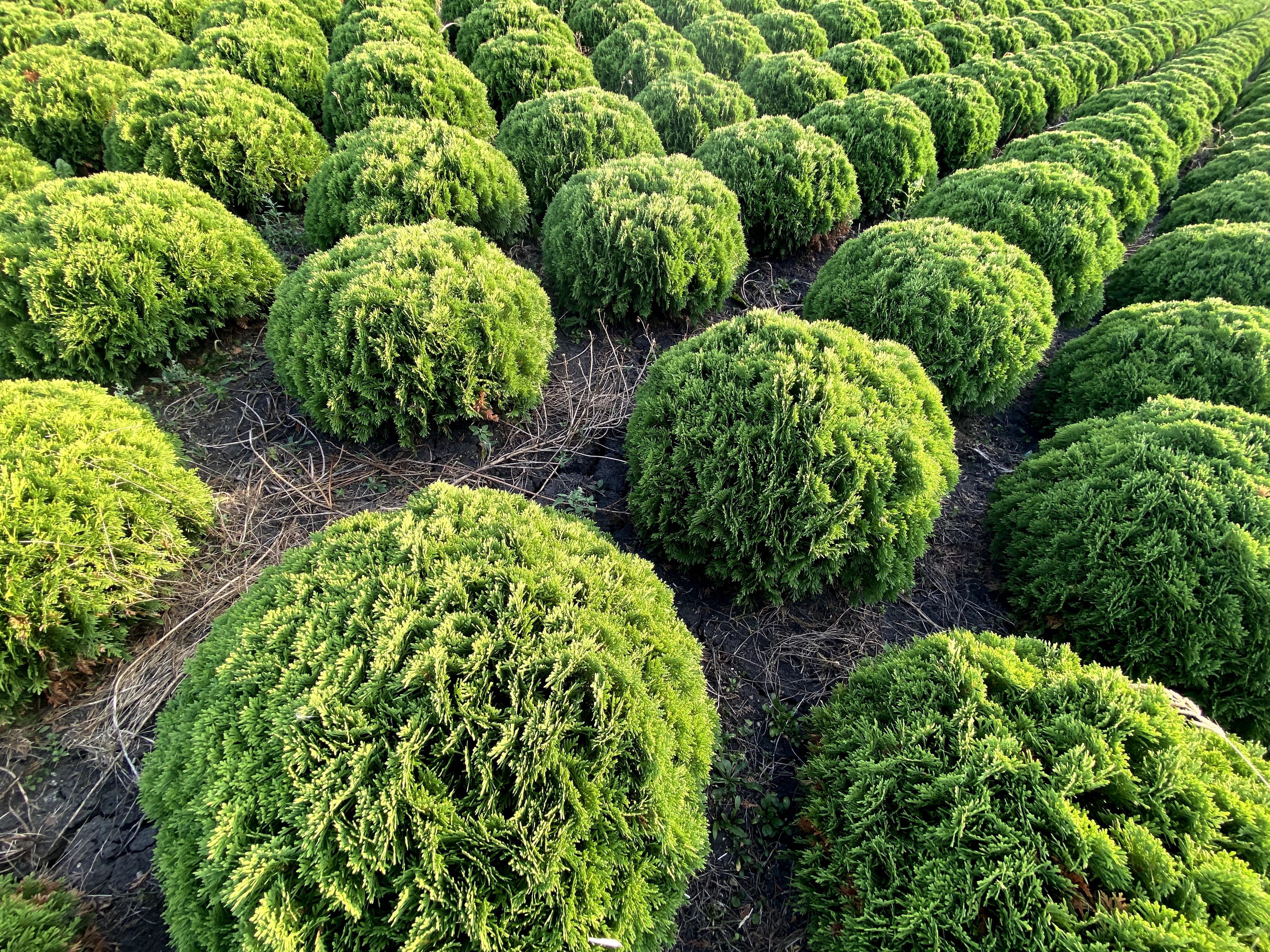 Thuja Smaragd 200-220 cm i inne tuja Szmaragd żywopłot Transport