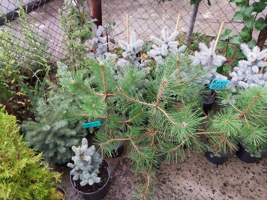 Туя Смарагд 45-50 см у горщику 2 л; ялинки, ялівці, сосни, хвойні росл