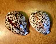 2 CONCHAS - Cypraea Tigris antigas - em bom estado - 8 e 7,5 cm/s
