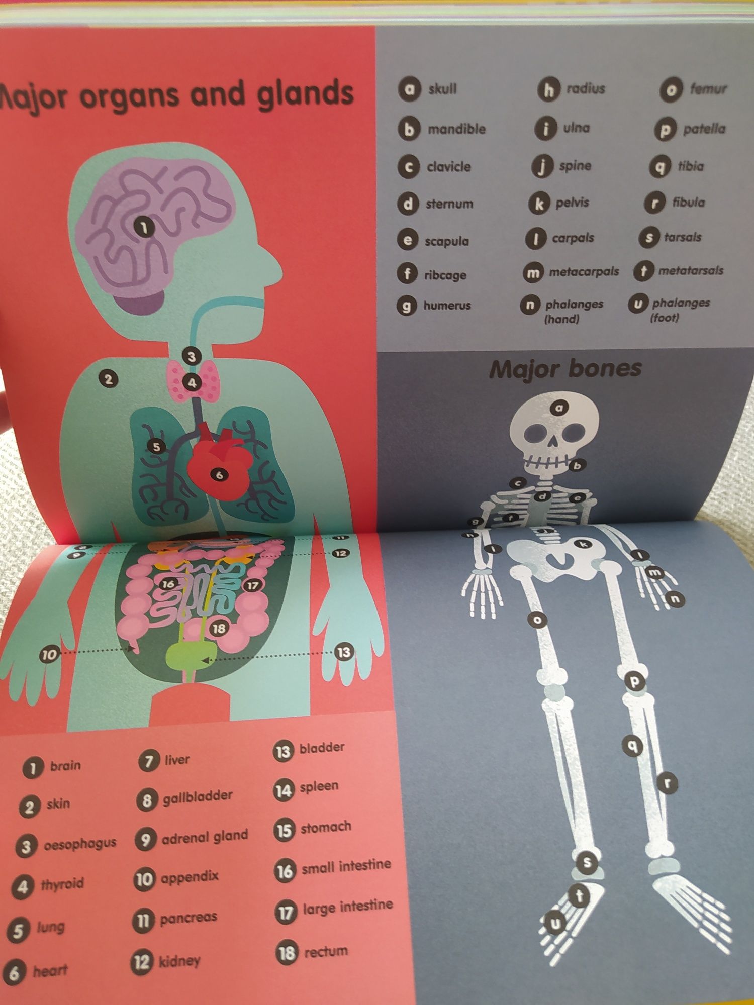 100 things to know about the human body książka angielski English book