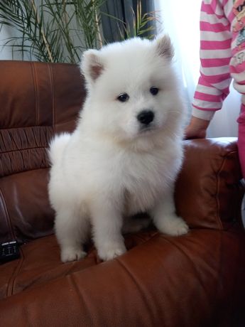 Samoyed, samoyed rezerwacja