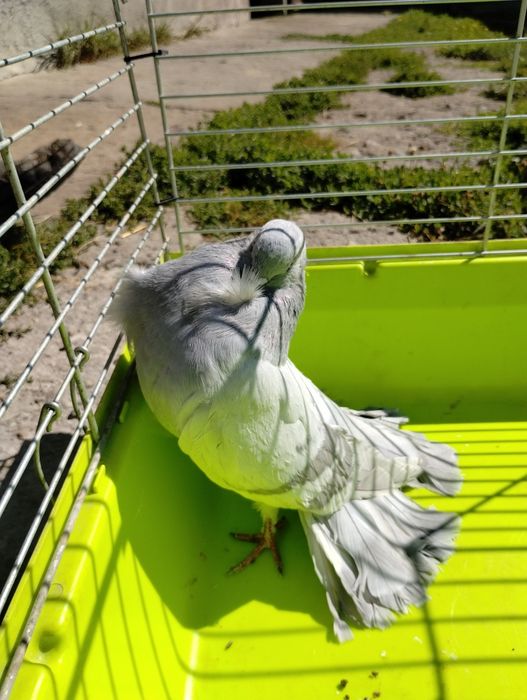 Samice pawik gołąb