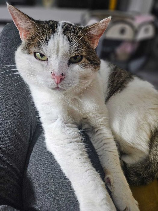 STAŚ to najukochańszy kot na świecie.  12 lat w schronisku