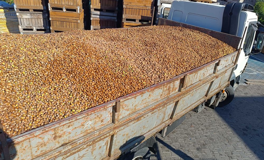 Żołędzie dębu szypułkowego nasiona dębu ( Quercus Robur )