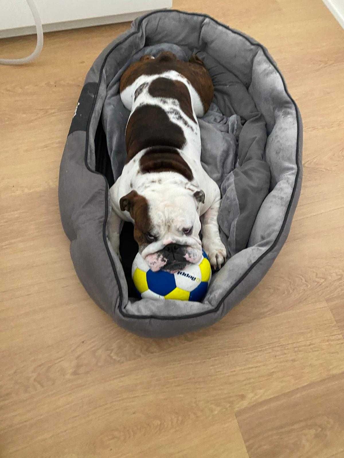 Bulldog inglês para adopção