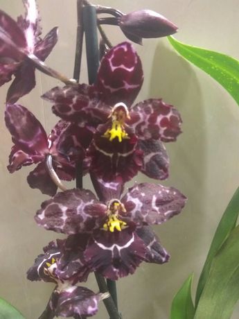 орхидея Камбрия.