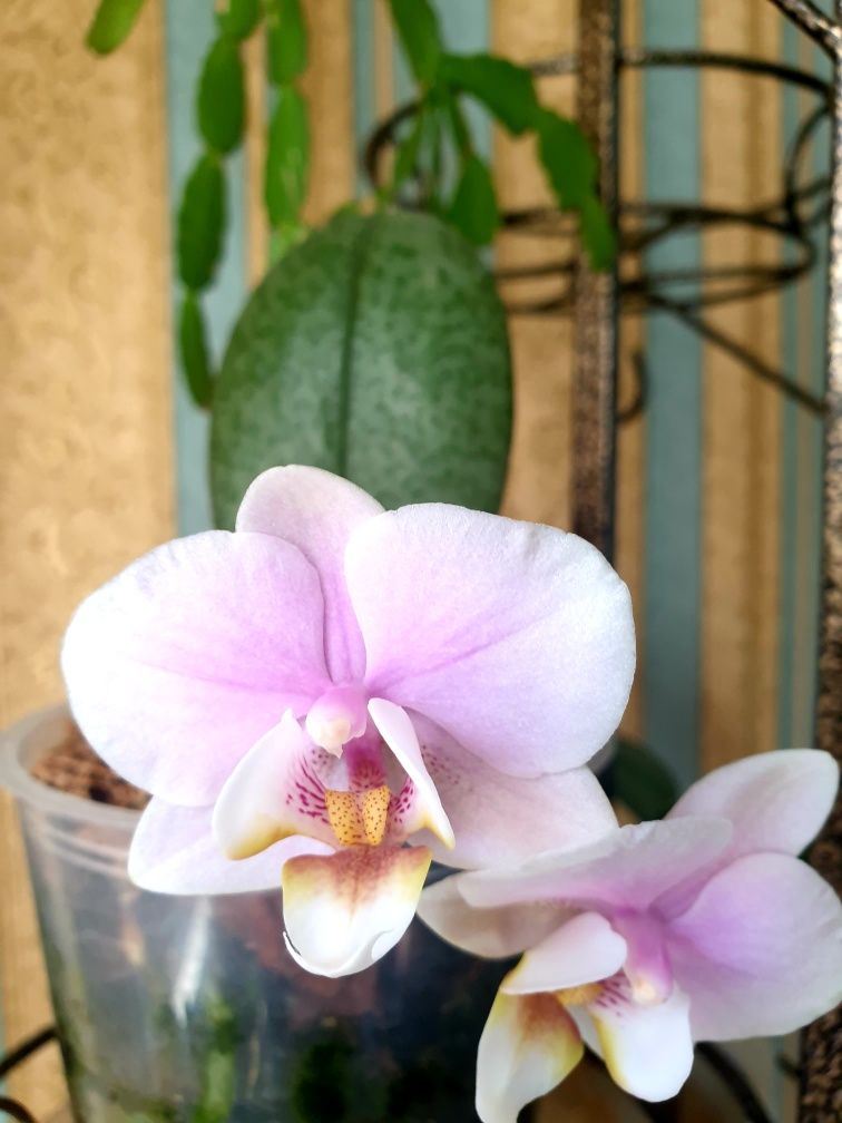 Орхидея фаленопсис Shilleriana × Cassandra