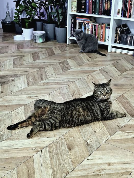 Zaginął kot typu tabby w Starogardzie Gdańskim