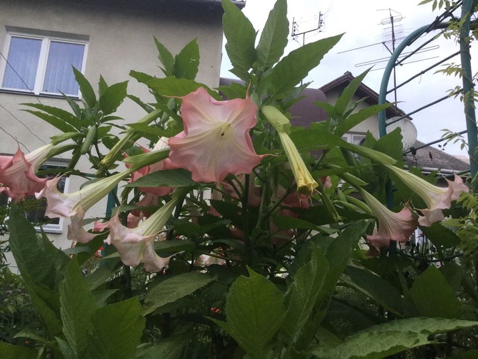 Дурман Бругмансія