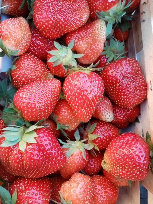 100 % soki naturalne bez cukru malinowy jabłkowo-malinowy truskawkowy