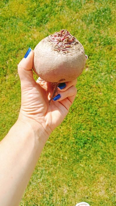 Burak buraczki czerwone eko