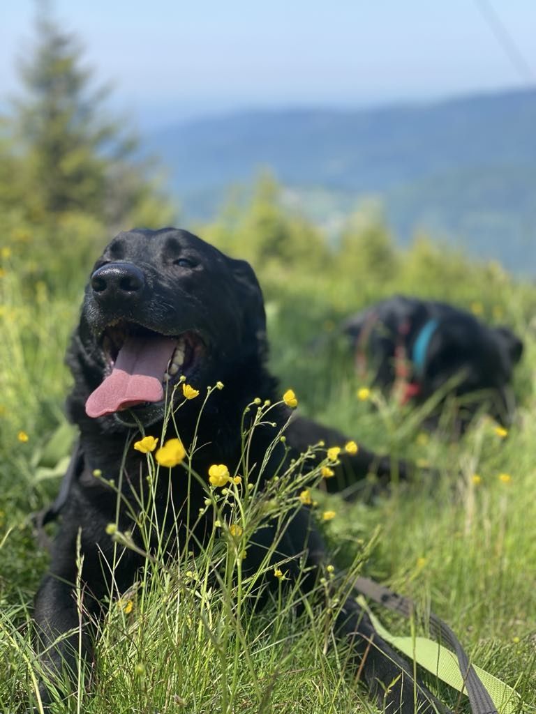 Max- wierny pies w typie labradora szuka domu