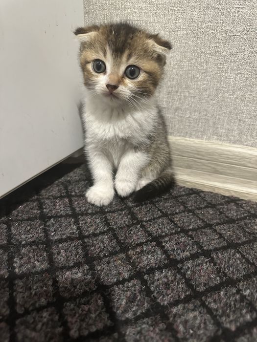 Віддам даром кошеняток