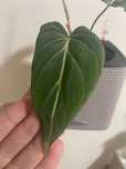 Philodendron Gloriosum Dark Form