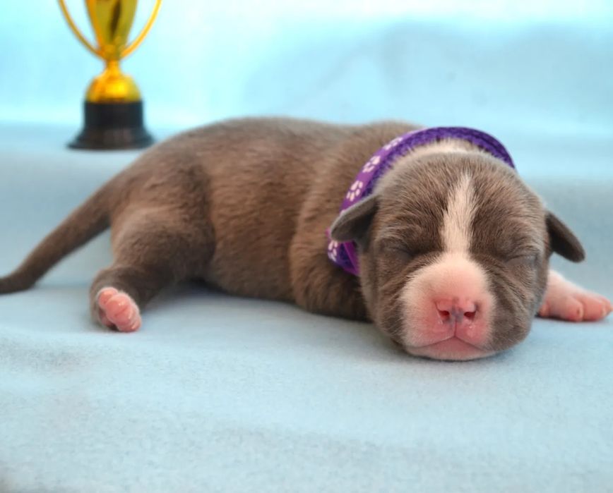 Шикарные щенки с полным пакетом документов