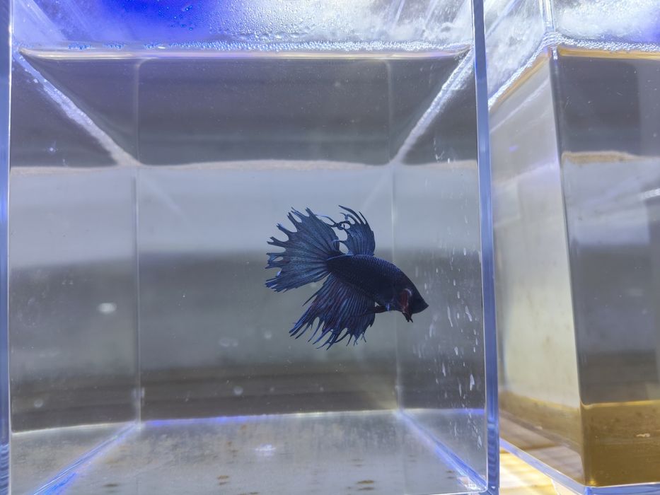 Bettas machos cores variadas