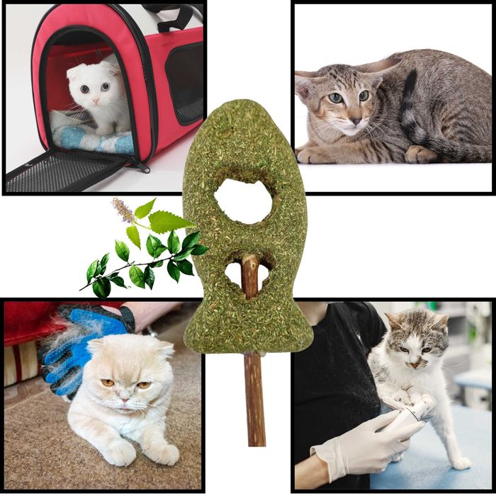 Rybka Matatabi dla Kota - Naturalna Zabawka Czyszcząca Kamień Nazębny