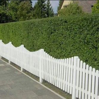 Ligustr zimozielony Atrovirens – idealny krzew na trwały żywopłot