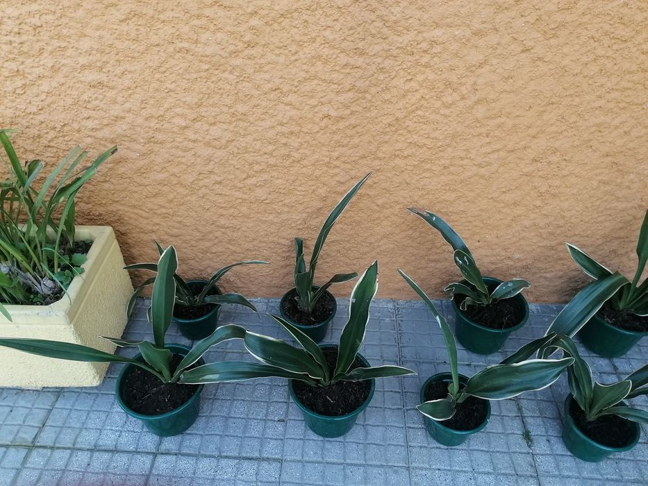 Folhas Raiadas em vasos