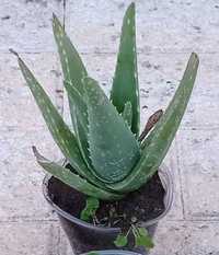 Aloe Vera Barbadensis em vaso