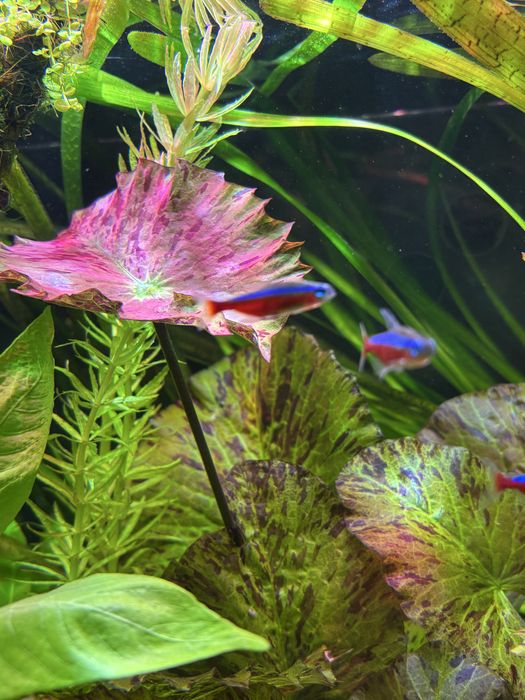 Nymphaea green tiger lotus - lotos zielony tygrysi