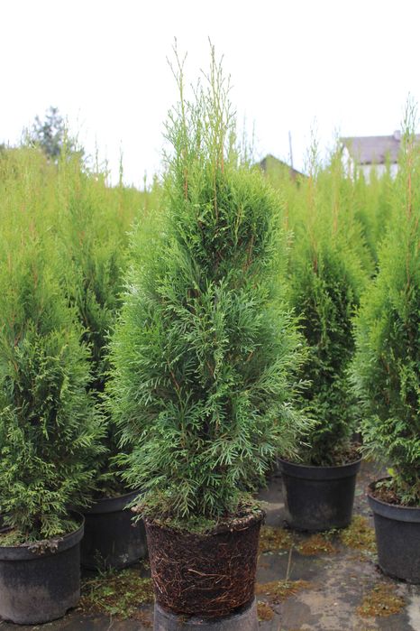 TUJA SZMARAGD 100-120cm w doniczce 7,5l i 10l
